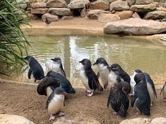 -费瑟代尔野生动物园