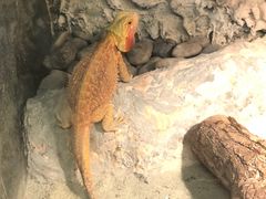 -上海大自然野生昆虫馆(东方明珠·爬宠昆虫探索中心)
