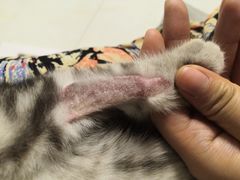-芭比堂动物医院·犬猫全科·异宠专科(雁塔分院)
