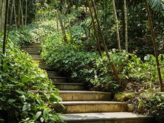 -深圳仙湖植物园