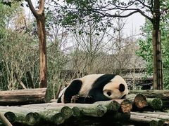 -都江堰中华大熊猫苑