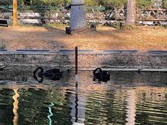 -西双版纳原始森林公园