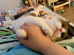 -东方名猫馆·英短金渐层布偶猫舍(环线广场1号楼店)