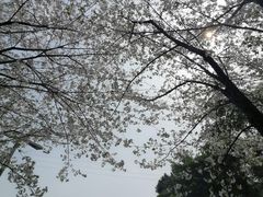 -重庆园博园