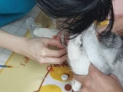 -美联众合动物医院(·中兽医·疑难杂症·严家桥分院)