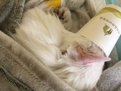 -瑞鹏宠物医院·爱宠堂·骨外专科(西荷分院)