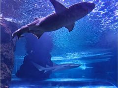 -华夏文旅海洋公园