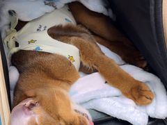 -纳吉亚猫专科动物诊疗中心(蒋宅口分院)