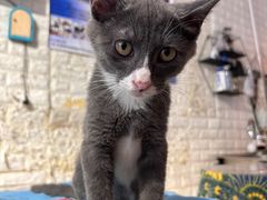 -平行世界·猫咖(首经贸店)
