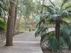 -合肥滨湖国家森林公园