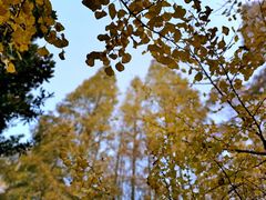 -上海共青森林公园