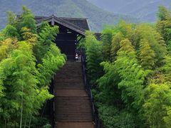 -大唐贡茶院