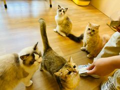 -唐小姐の私宠·宠物洗护美容·撸猫馆·购宠(周浦万达旗舰店)