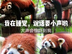 -熊猫谷