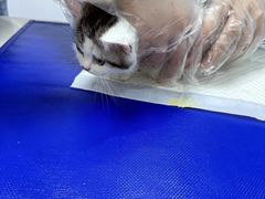-博特宠物医院24h犬猫全科.骨科·异宠