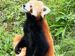 -青岛森林野生动物世界