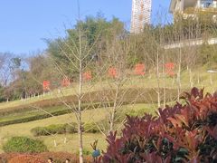 -铁山坪森林公园