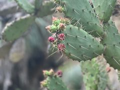 -墨尔本皇家植物园