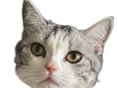 -乖乖宠物医院·猫科·骨科·24小时(云岗分院)