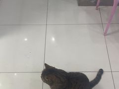 -纳吉亚猫专科动物医院博雅分院