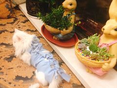 -瑞派宠物医院·24小时骨科·心脏·核磁(哈尔滨南岗店)