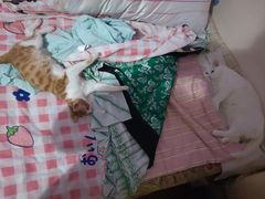 -中农国际动物医院24小时·猫科·骨科·急重症中心