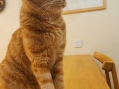 -滚猫咖啡·猫咖·猫友好撸猫(未来城店)
