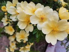 -淇河国家湿地公园