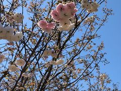 -天适樱花悠乐园