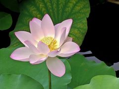 -荔湾湖公园
