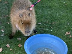 -J Create城市露营咖啡·简餐·宠物(上海动物园店)