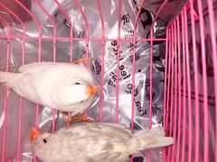 -中环花鸟鱼虫市场