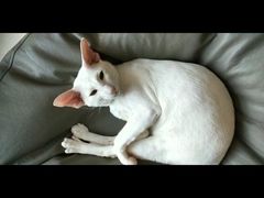 -飞行喵MR PILOT|猫舍·猫咖(静安大融城店)