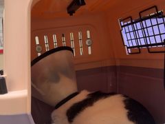 -安安宠医宠物医院·异宠·犬猫内科(岳阳分院)