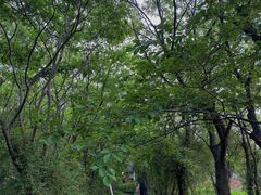 -鹅湖玫瑰文化园
