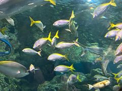 -上海海洋水族馆