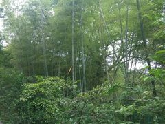 -上海佘山国家森林公园西佘山园