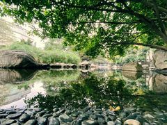 -神仙树公园