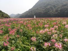 -广州市石门国家森林公园