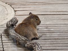 -石家庄市动物园