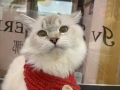 -车接车送·寄养洗护·德文猫舍(大宁店)