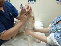 -佩兹宠物医院肿瘤专科·眼科·牙科(黄浦店)