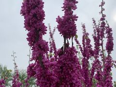 -海棠花溪(元大都城垣遗址公园)