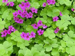 -蜀冈西峰生态公园