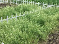 -田园东方蜜桃村的田野营地