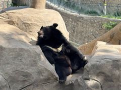 -石家庄市动物园