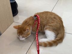 -北京观赏动物医院·24小时大型综合·猫专科·异宠专科