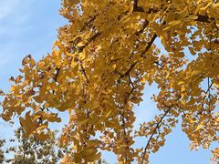 -三里屯东五街银杏大道