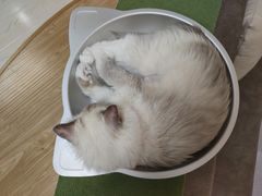 -猫和宫(六道口店)