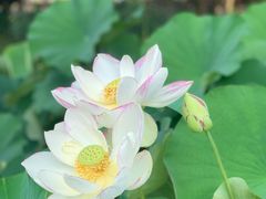 -莲花池公园